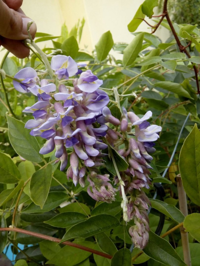 Glicynia chiska Wisteria sinensis - Ogrodniczy sklep internetowy WIK-TOR
